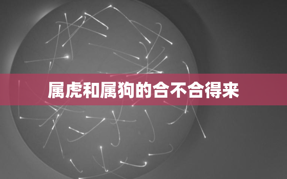 属虎和属狗的合不合得来，属狗跟属虎合的来吗能到头吗