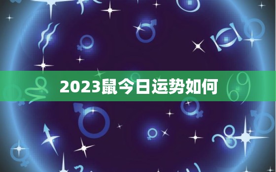 2023鼠今日运势如何，鼠人2023年运势