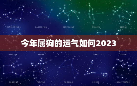 今年属狗的运气如何2023，今年属狗的运气怎样