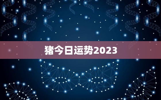 猪今日运势2023，猪今日运势查询财运