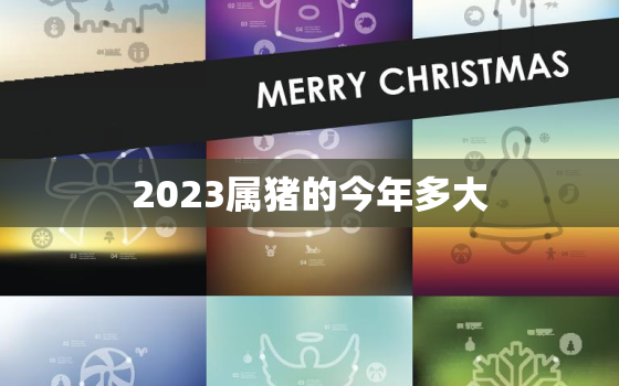 2023属猪的今年多大(猪年宝宝已经两岁了你知道吗)