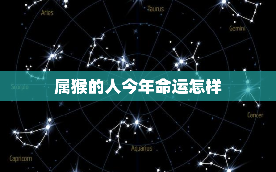 属猴的人今年命运怎样(2023年猴年运势大介绍)