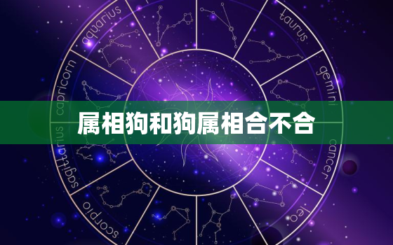 属相狗和狗属相合不合(你的狗狗是否与你的属相相合)